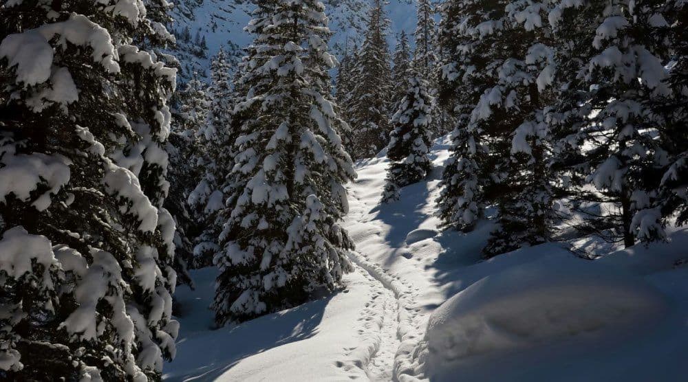 arosa